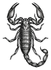 Black & grey scorpion tattoo design